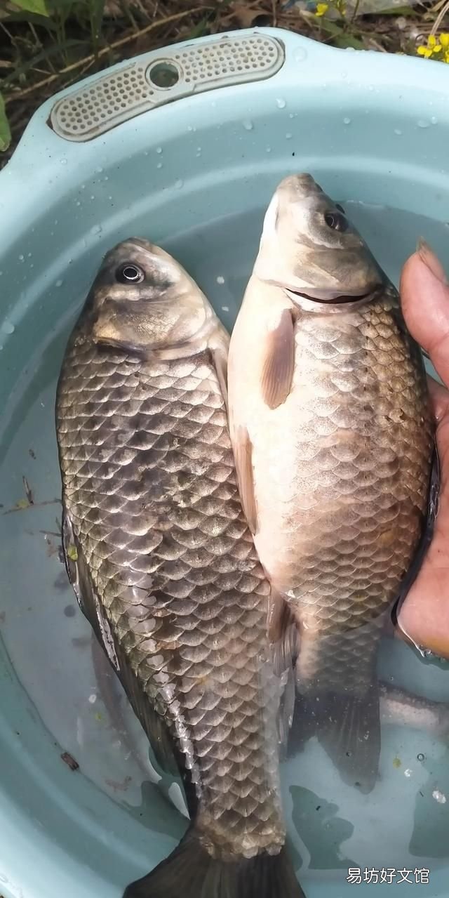 为什么有的鱼吃起来有土腥味
