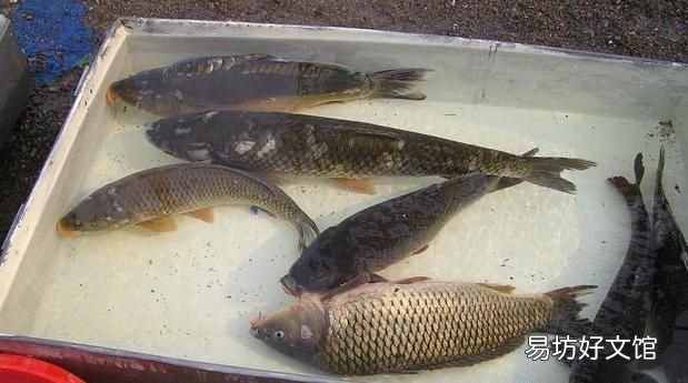 为什么有的鱼吃起来有土腥味