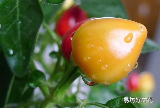 五彩椒不开花怎么办,泡五彩椒浮起来怎么办