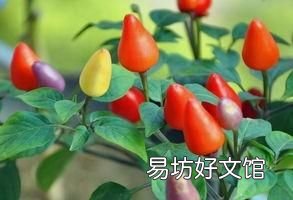 五彩椒不开花怎么办,泡五彩椒浮起来怎么办