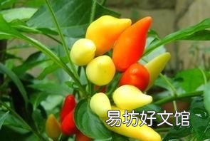 五彩椒不开花怎么办,泡五彩椒浮起来怎么办