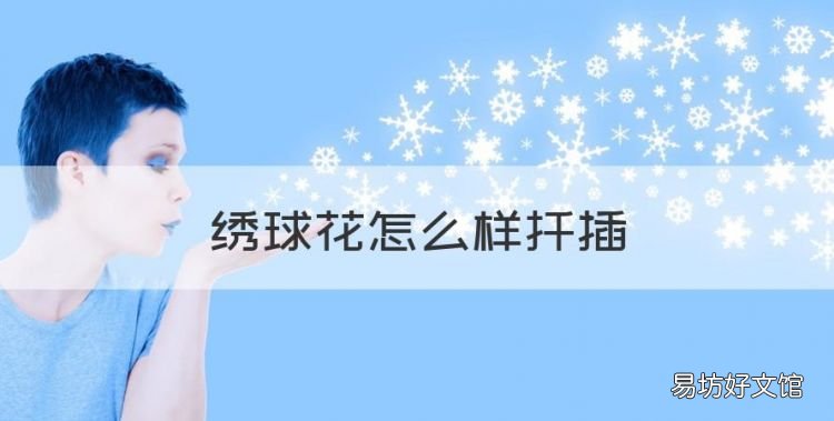 绣球花怎么样扦插,绣球花的扦插方法