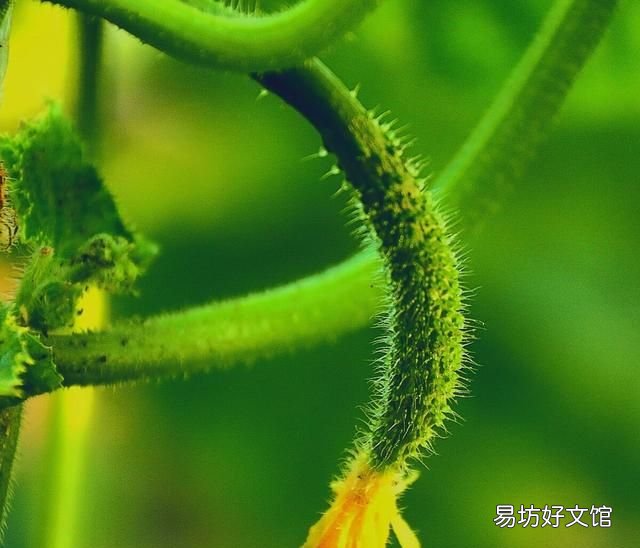 带苦味的黄瓜吃起来会发苦 黄瓜发苦能不能吃啊