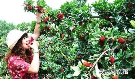 为什么盐水可以泡出杨梅里面的虫子