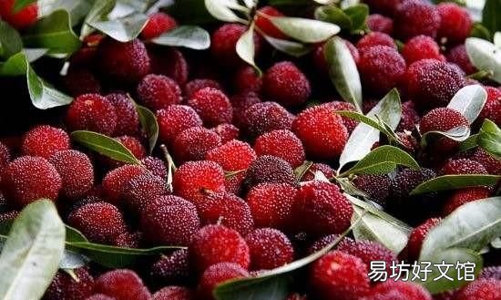 为什么盐水可以泡出杨梅里面的虫子