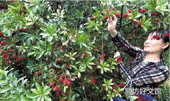 为什么盐水可以泡出杨梅里面的虫子