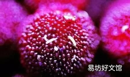 为什么盐水可以泡出杨梅里面的虫子