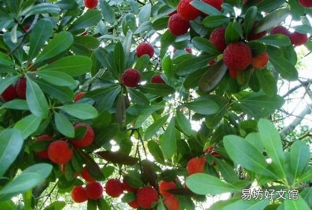 为什么盐水可以泡出杨梅里面的虫子