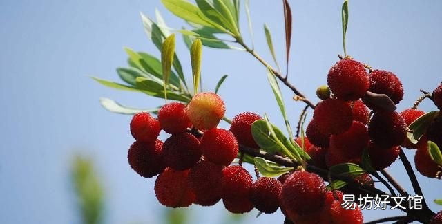 为什么盐水可以泡出杨梅里面的虫子