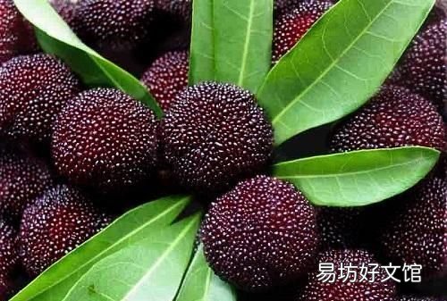 为什么盐水可以泡出杨梅里面的虫子