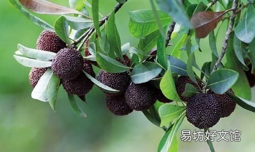 为什么盐水可以泡出杨梅里面的虫子