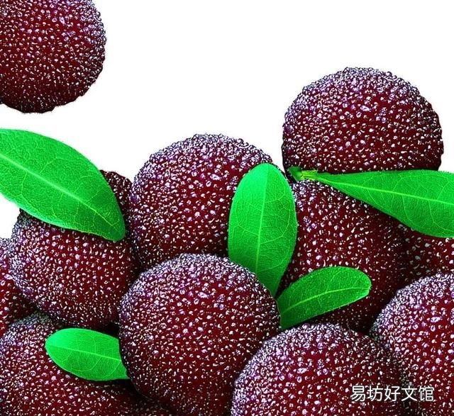为什么盐水可以泡出杨梅里面的虫子