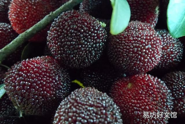 为什么盐水可以泡出杨梅里面的虫子