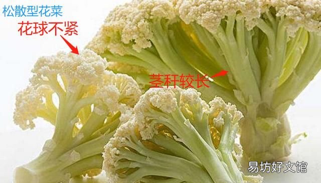 花菜和菜花是一种菜吗