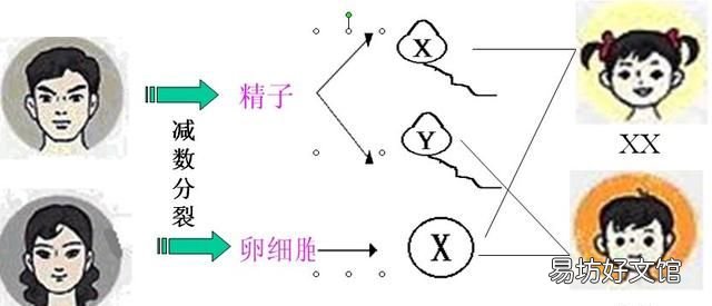 真的有酸性食物和碱性食物的说法吗