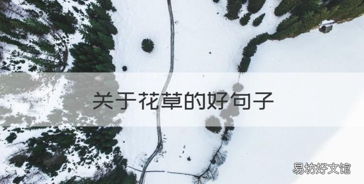 关于花草的好句子,描写花草的优美句子摘抄