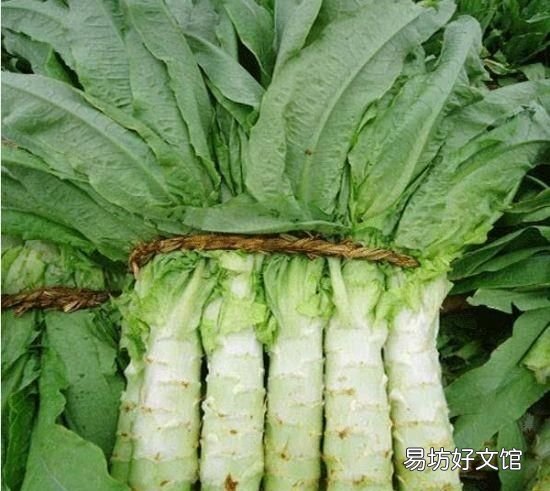 莴笋该如何种植和施肥,农村小伙为大家讲解
