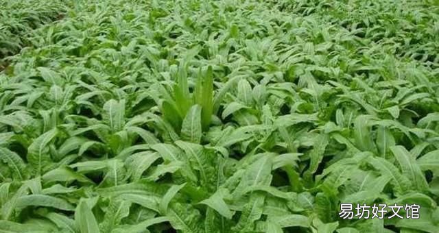 莴笋该如何种植和施肥,农村小伙为大家讲解