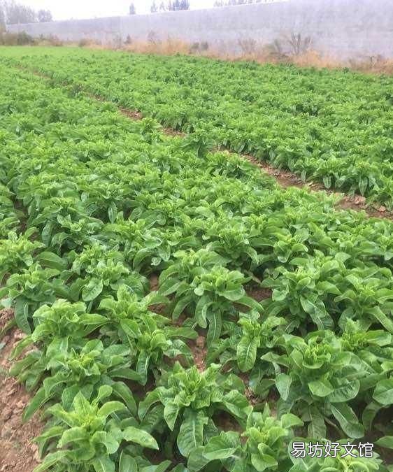 莴笋该如何种植和施肥,农村小伙为大家讲解