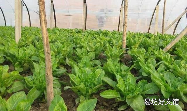 莴笋该如何种植和施肥,农村小伙为大家讲解