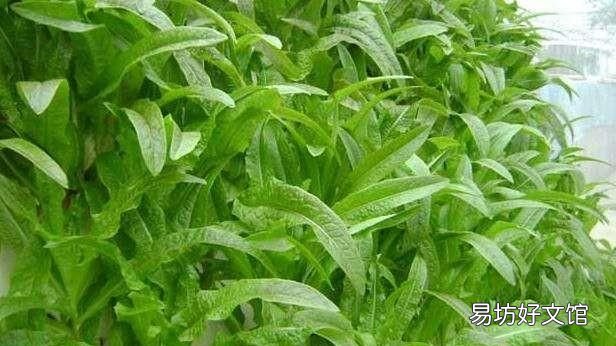 莴笋该如何种植和施肥,农村小伙为大家讲解