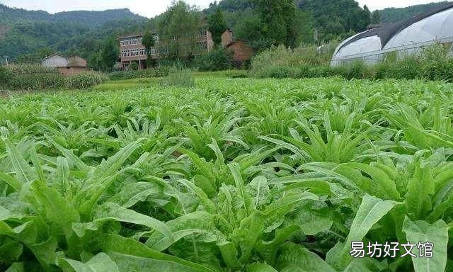 莴笋该如何种植和施肥,农村小伙为大家讲解
