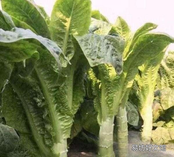 莴笋该如何种植和施肥,农村小伙为大家讲解