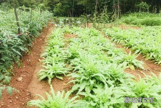 莴笋该如何种植和施肥,农村小伙为大家讲解