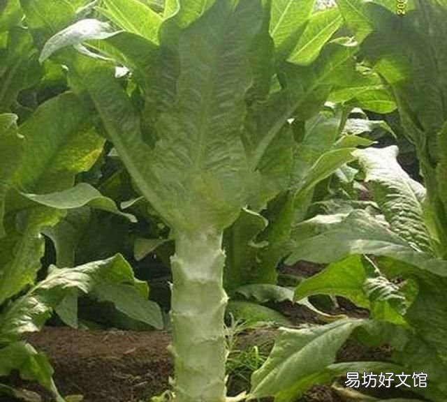 莴笋该如何种植和施肥,农村小伙为大家讲解