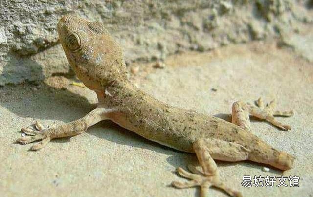 所有的蜥蜴都能自断尾巴吗 蜥蜴为什么会自断尾巴