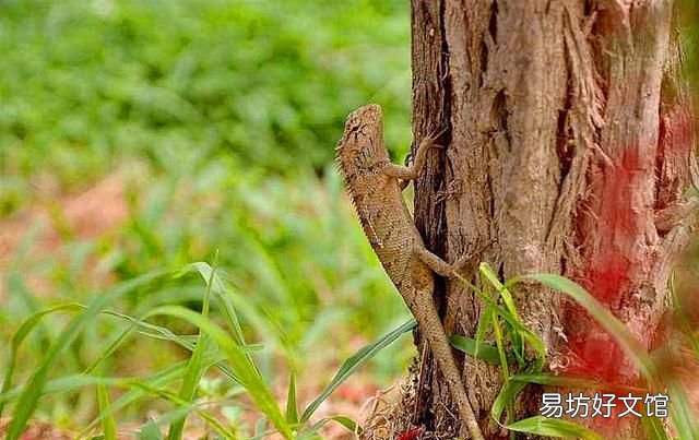 所有的蜥蜴都能自断尾巴吗 蜥蜴为什么会自断尾巴
