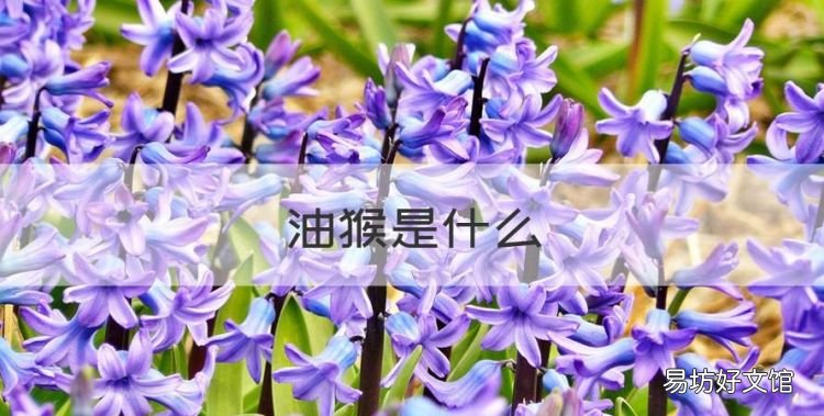 油猴是什么,油猴是干什么用的