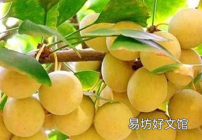 白果的食用方法,银杏果怎么吃?