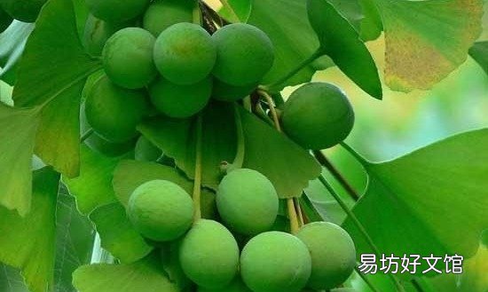 白果的食用方法,银杏果怎么吃?