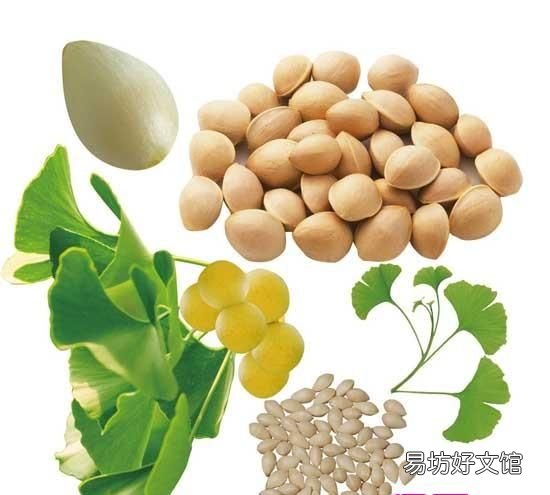 白果的食用方法,银杏果怎么吃?