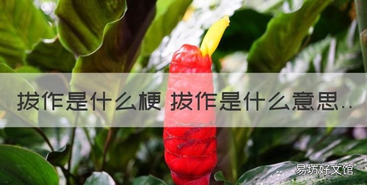 问拔作和纯爱各是什么,拔作是什么梗 拔作是什么意思