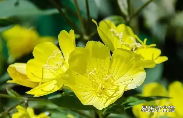 月见草油的作用,月见草油作用那里有买?