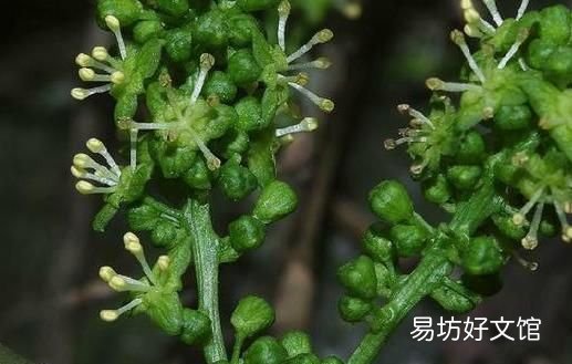 伸筋藤，中华青牛胆又名宽筋藤，生长于林地、山坡、丛林岩石地