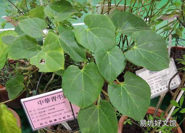 伸筋藤，中华青牛胆又名宽筋藤，生长于林地、山坡、丛林岩石地