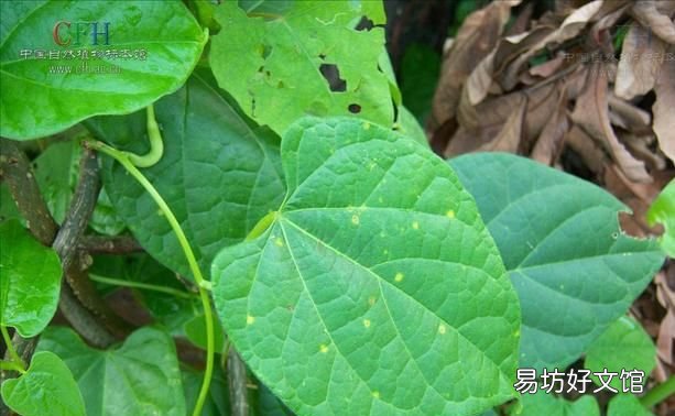 伸筋藤，中华青牛胆又名宽筋藤，生长于林地、山坡、丛林岩石地