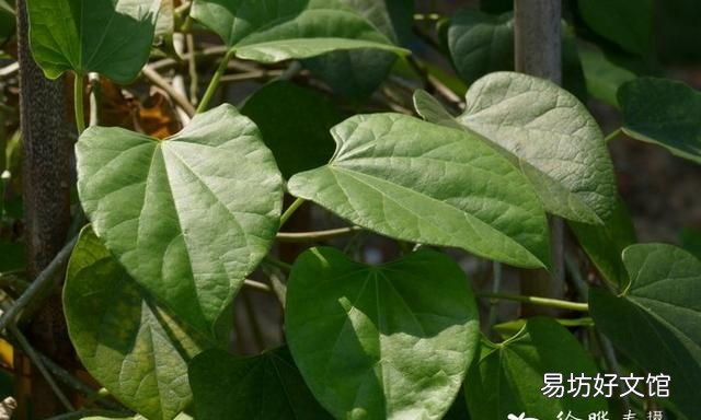 伸筋藤，中华青牛胆又名宽筋藤，生长于林地、山坡、丛林岩石地
