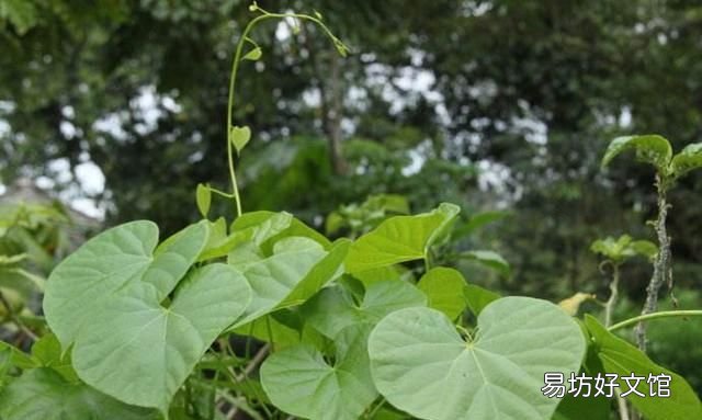 伸筋藤，中华青牛胆又名宽筋藤，生长于林地、山坡、丛林岩石地