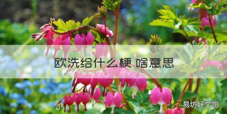 欧洗给什么梗 啥意思,呕豆豆们哟,安心洗路