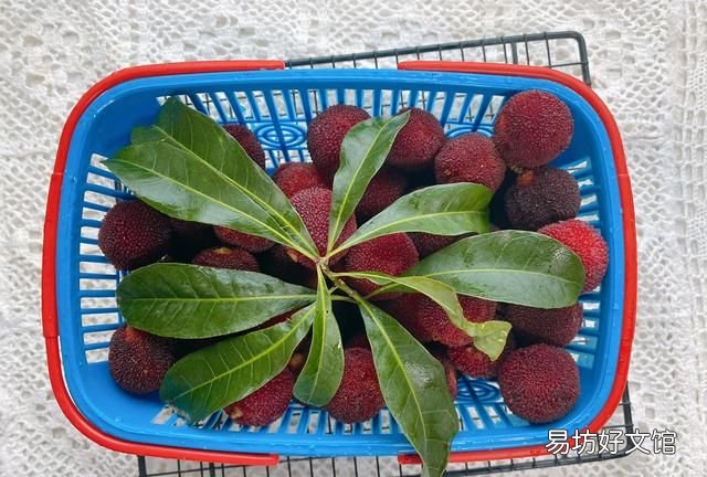 6月一定要泡一罐杨梅酒,经典配方,开胃消暑抗氧化,保存时间久