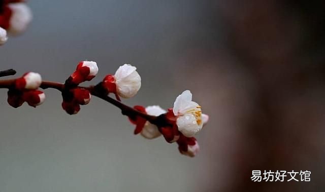 绝句志南,读完志南和尚的《绝句》,你领悟了什么
