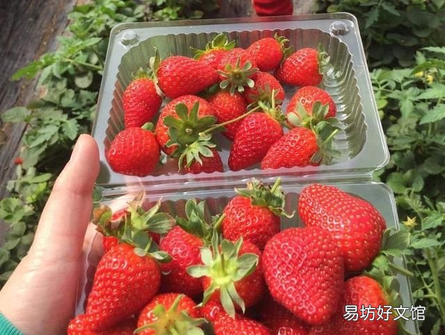 草莓怎样清洗才能吃