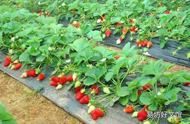 草莓怎样清洗才能吃