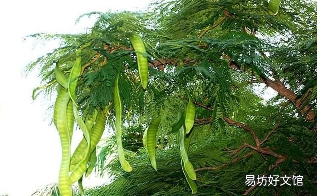 皂角米如何保存得久 皂角树种植技术