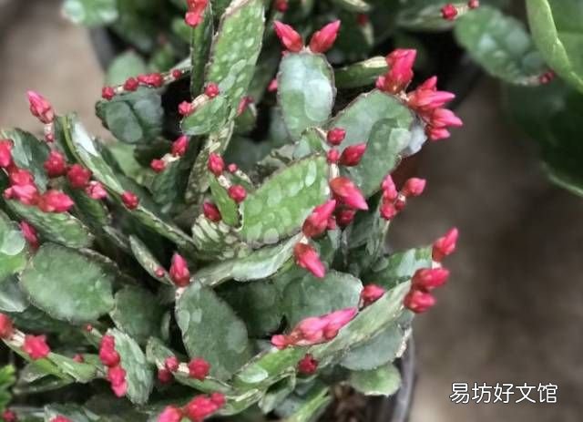 绿萝花语,绿萝寓意