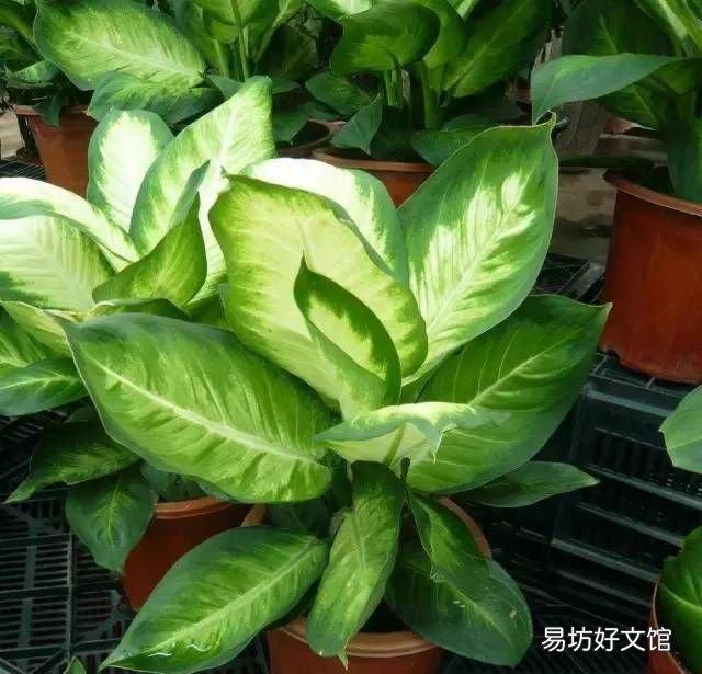 绿萝花语,绿萝寓意